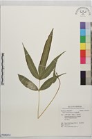藏品(爪哇鳳尾蕨)的圖片