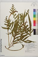 藏品(臺灣鳳尾蕨)的圖片