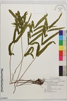 藏品(箭葉鱗始蕨)的圖片