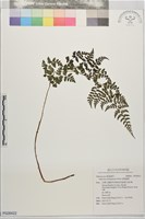 藏品(宿蹄蓋蕨)的圖片