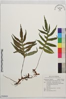 藏品(玉山茀蕨)的圖片