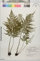 藏品(尖葉鐵角蕨)的圖片