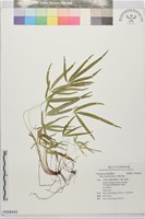 藏品(掌鳳尾蕨)的圖片
