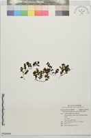 藏品(阿里山膜蕨)的圖片