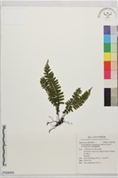 藏品(阿里山膜葉鐵角蕨)的圖片