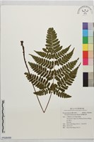 藏品(黑孢鱗毛蕨)的圖片