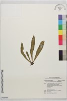 藏品(叢葉鐵角蕨)的圖片