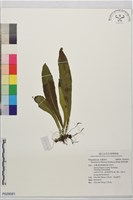 藏品(箭葉星蕨)的圖片