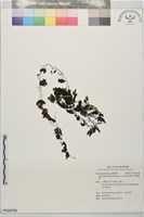 藏品(華東膜蕨)的圖片