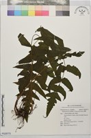 藏品(聖蕨)的圖片
