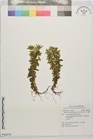 藏品(蛇足石杉、千層塔)的圖片