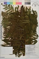 藏品(臺灣樹蕨)的圖片