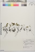 藏品(深山鐵線蕨、月芽鐵線蕨)的圖片