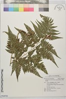 藏品(小葉複葉耳蕨)的圖片