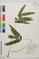 藏品(網脈鱗始蕨)的圖片
