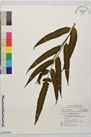 藏品(細柄雙蓋蕨)的圖片