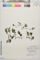 藏品(圓唇假脈蕨)的圖片