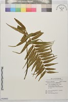 藏品(蘭嶼鐵角蕨)的圖片