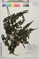 藏品(團羽鱗蓋蕨)的圖片