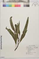 藏品(波氏星蕨)的圖片