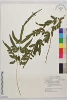 藏品(箭葉鳳尾蕨)的圖片