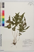 藏品(箭葉鳳尾蕨)的圖片