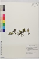 藏品(華東瓶蕨)的圖片