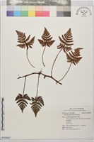 藏品(陰石蕨)的圖片
