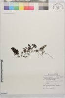 藏品(厚壁蕨)的圖片