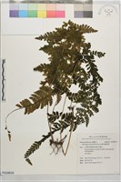 藏品(團羽鱗蓋蕨)的圖片