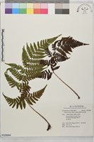 藏品(愛德氏肋毛蕨)的圖片
