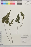 藏品(翅柄鳳尾蕨)的圖片