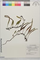 藏品(擬翅柄鳳尾蕨)的圖片