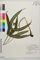 藏品(大頂羽鱗毛蕨)的圖片