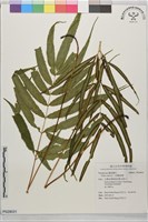 藏品(大葉鳳尾蕨)的圖片