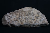 藏品(鈉長石)的圖片