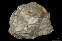 藏品(變質礫岩)的圖片