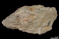 藏品(變質礫岩)的圖片