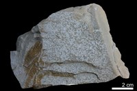 藏品(泥岩)的圖片