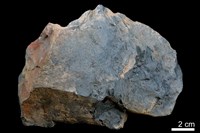 藏品(泥岩)的圖片