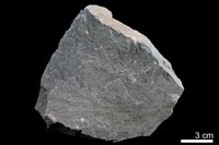 藏品(粉砂岩)的圖片