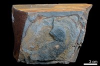 藏品(粉砂岩)的圖片