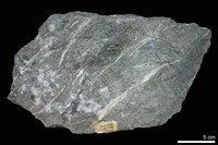 藏品(變質礫岩)的圖片