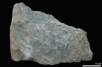 藏品(變質礫岩)的圖片