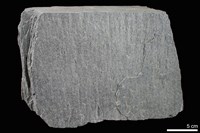 藏品(變質砂岩)的圖片