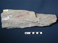 藏品(千枚岩/變質砂岩)的圖片