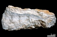 藏品(鐘乳石)的圖片