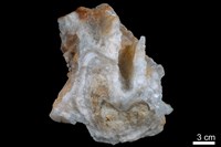 藏品(鐘乳石)的圖片