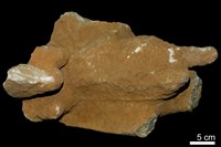 藏品(鐘乳石)的圖片