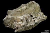 藏品(方解石 )的圖片